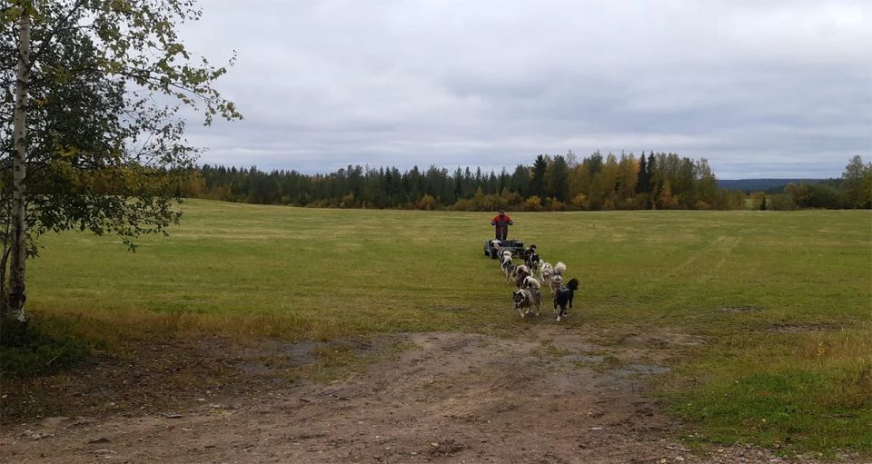 From Rovaniemi: Autumn Husky Safari Adventure - What to Expect on the Safari