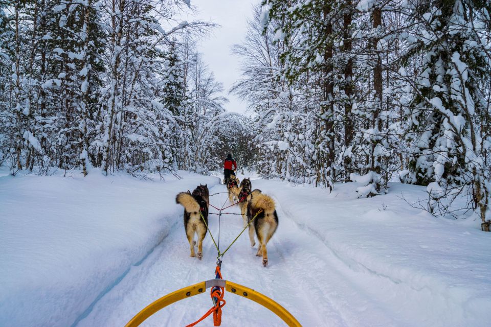 From Rovaniemi: Husky Safari and Salmon Ice Fishing - Customer Feedback