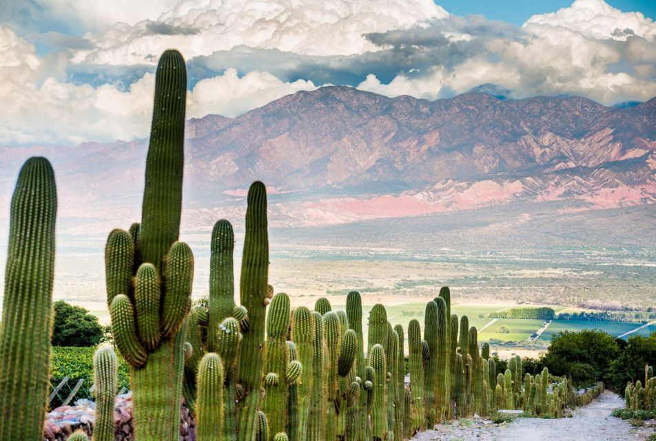 From Salta: Full-Day Wine and Valley Tour to Cafayate - Recommendations for Travelers