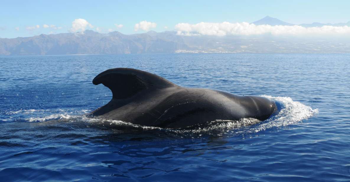 From San Juan Beach : Marine Life Cruise - Customer Reviews