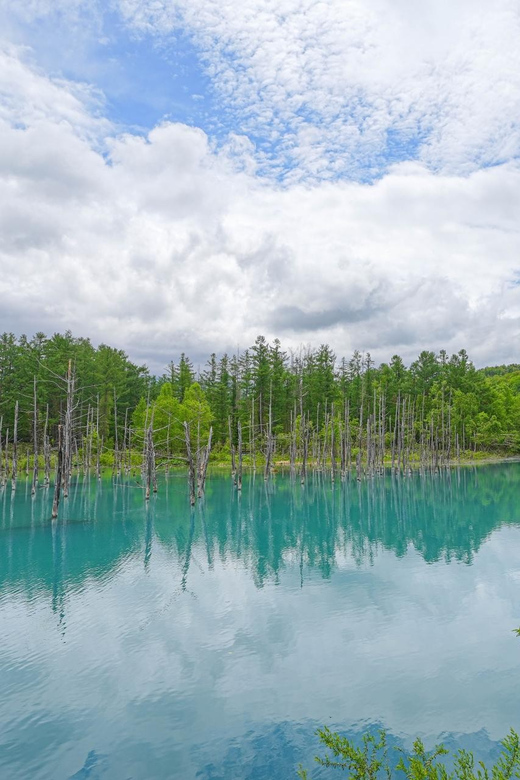 From Sapporo:Famous Asahiyama Zoo, Biei, Furano Forest - Scenic Views of Hokkaido