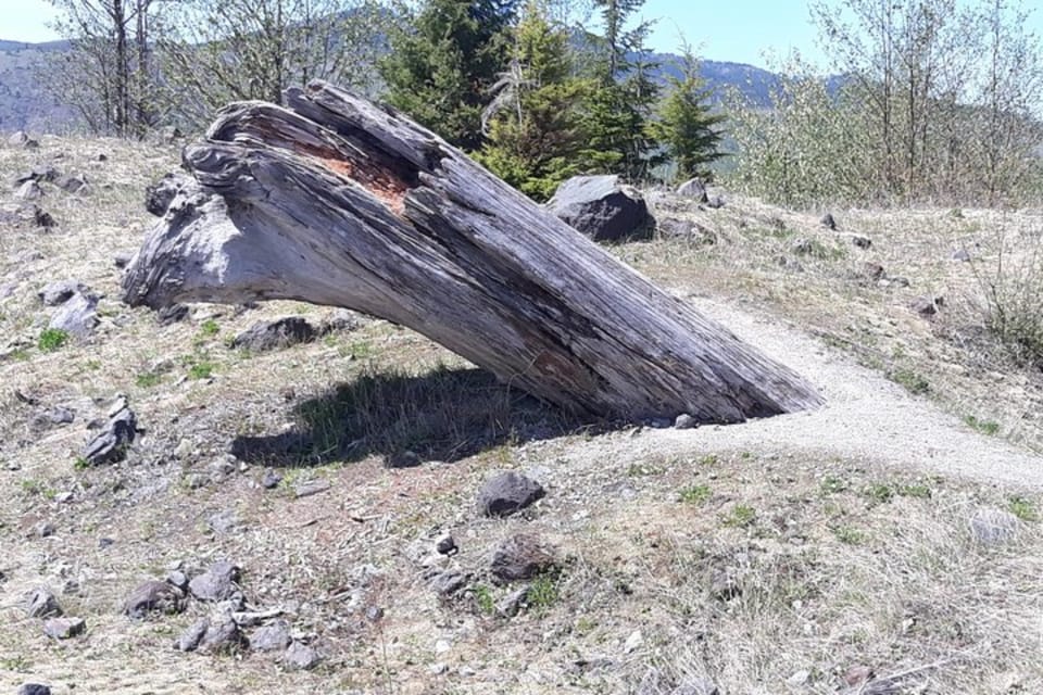 From Seattle: Mount Saint Helens Monument Private Day Trip - What to Expect on the Tour