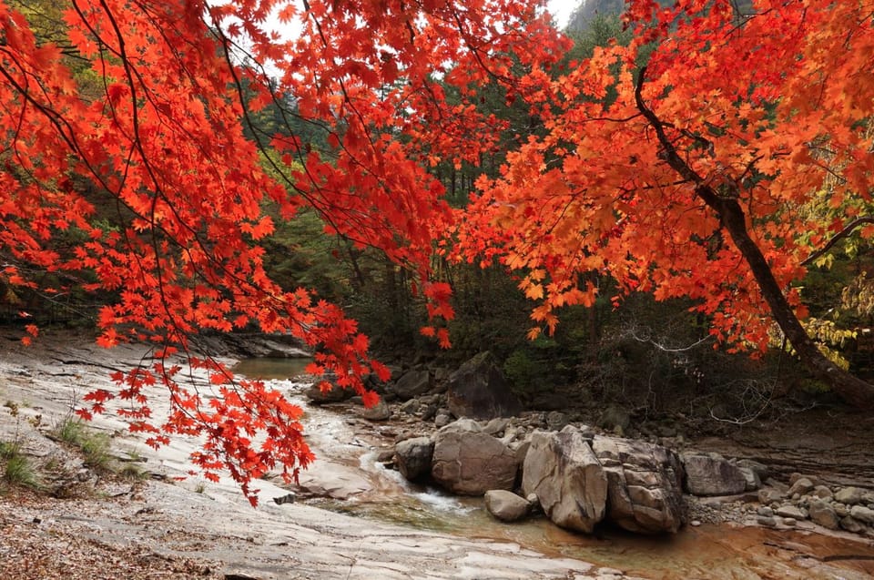 From Seoul: Seoraksan Maple Mountain With Cable Car - Important Information