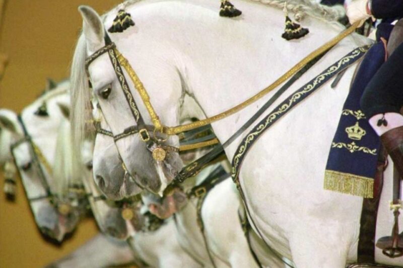 From Seville: Tour of Jerez With Horse Show & Wine Tasting - Important Considerations