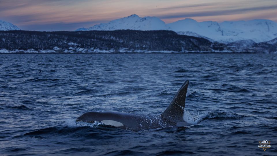 From Skjervøy: Whale Watching in a Heated Cabin Cruiser - Customer Experiences