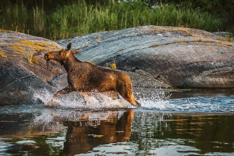From Stockholm: Wildlife Safari With Campfire Dinner - Whats Included in the Tour