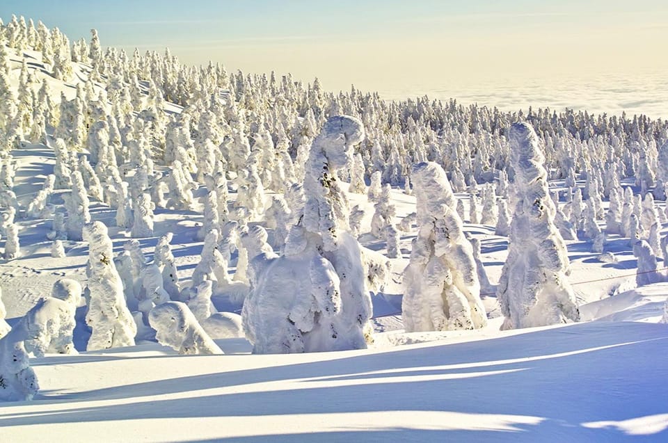 From Tokyo: Ginzan Onsen, Zao Snow Monsters 2-Day Tour - Transportation Options