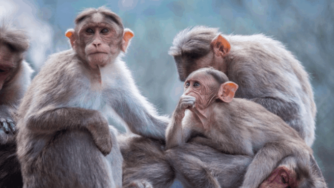 From Tokyo Memorabele Snow Monkey Park & Zenkoji Temple Tour - Nearby Attractions and Experiences