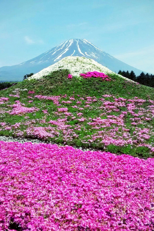 From Tokyo: Mount Fuji Instagram Spots 1-Day Private Tour - Accessibility Features