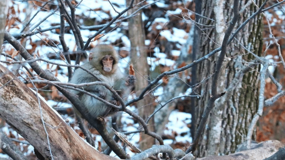 From Tokyo: Snow Monkey Park and Miso Production Day Tour - Experience With Snow Monkeys