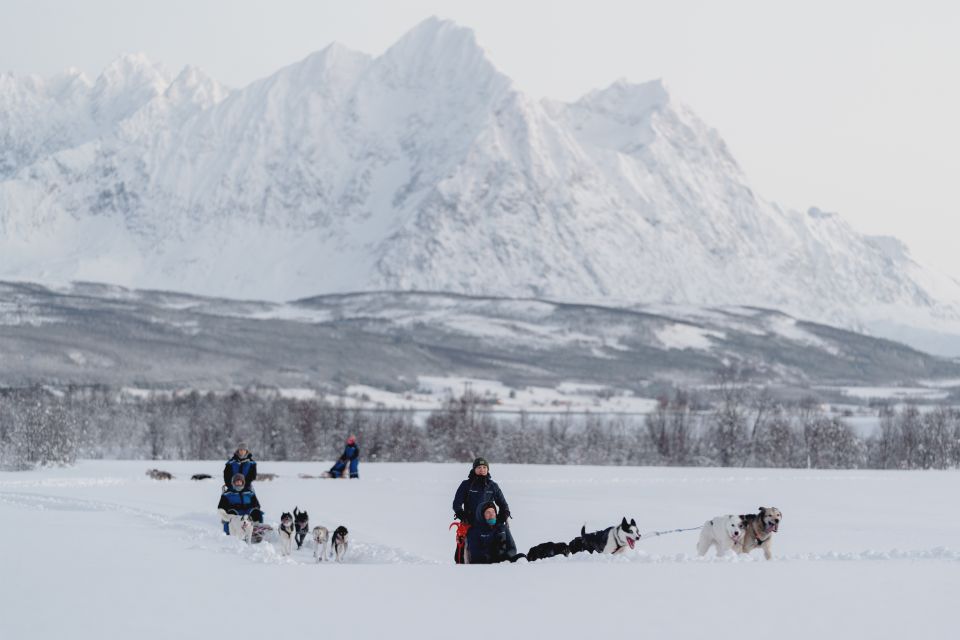 From Tromsø: Fun and Easy Dog Sledding Adventure - Customer Feedback