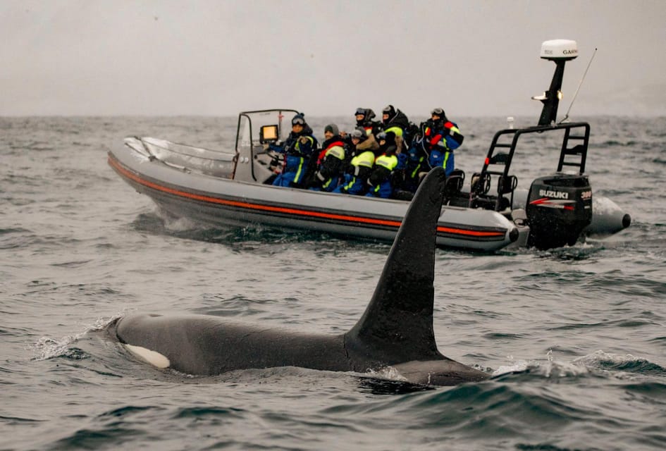 From Tromso: Whale Watching in Magic Skjervoy - Preparation and Recommendations