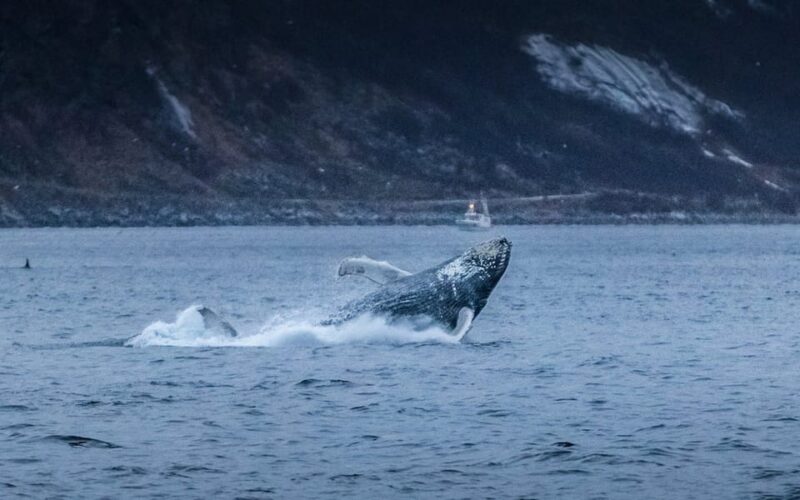 From Tromsø: Whale Watching Safari on High-Speed Catamaran - Important Information