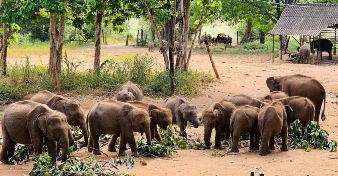 From Udawalawe: Jeep Safari and Elephant Transits Home Tour - Tour Inclusions and Benefits