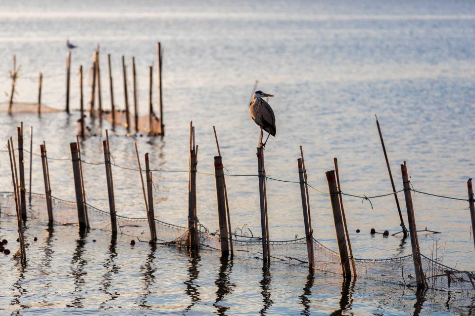 From Valencia: Albufera Natural Park With Sunset Boat Tour - Inclusion and Requirements