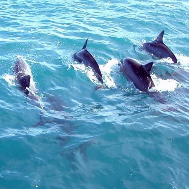 Fuengirola: Dolphin Spotting Yacht Tour With Drinks & Snacks - Suitability and Accessibility