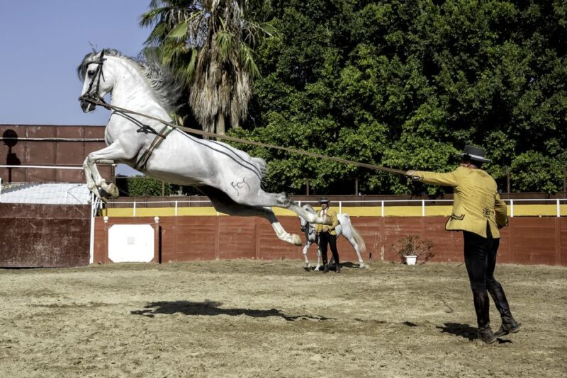 Fuengirola: Spanish Horse Show With Optional Dinner/Flamenco - Family-Friendly Activities