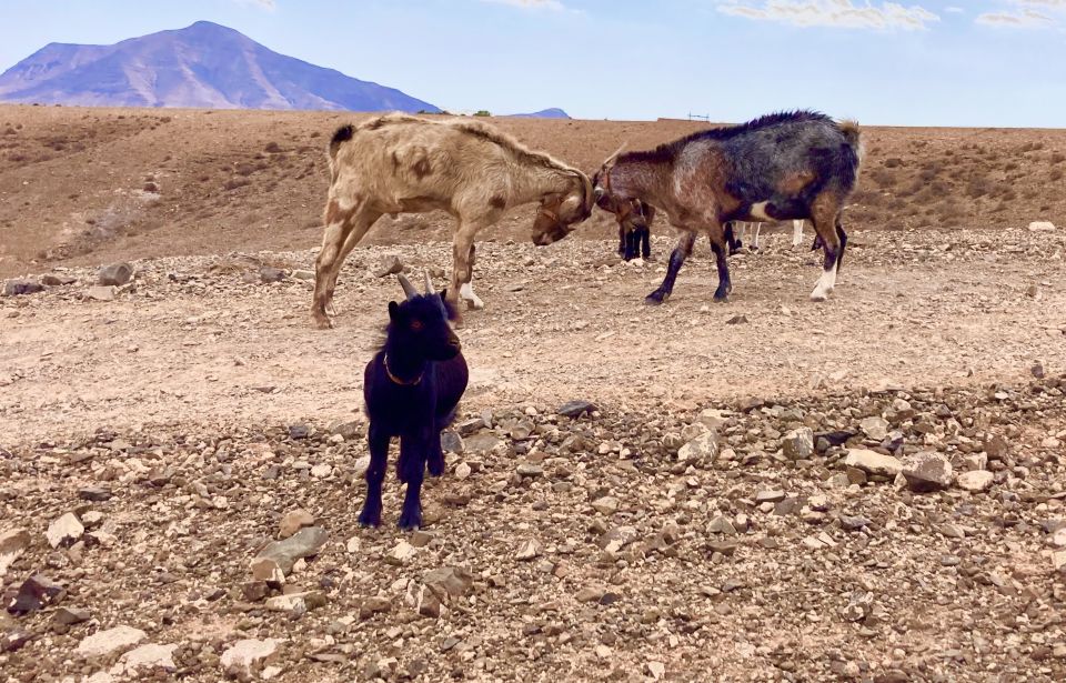 Fuerteventura: Guided Trekking Tour With Island Goats - Important Tour Requirements