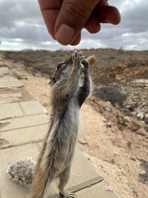 Fuerteventura : Pop Corn Beach, Lobo Island & Sand Dune Trip - Languages and Participants