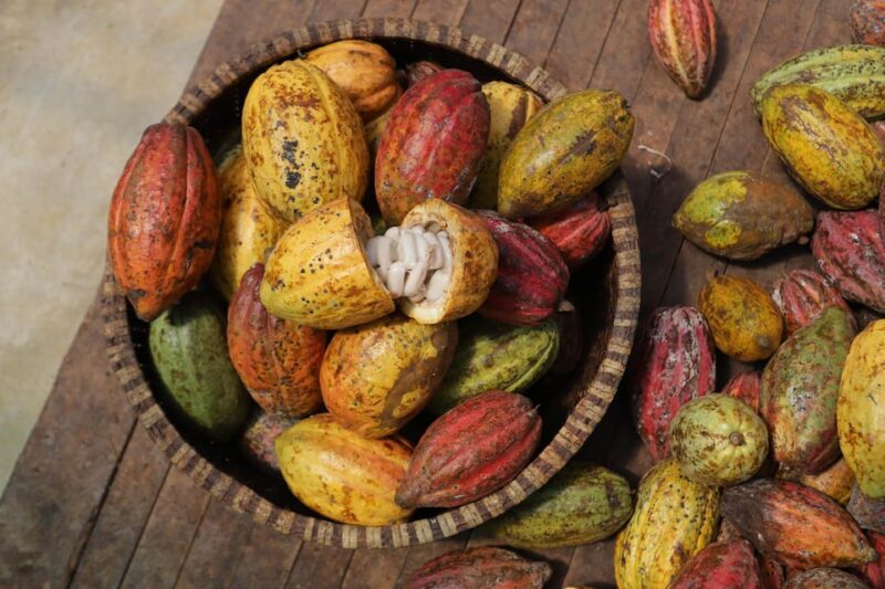 Full Day Experience to Farm and Chocolate - Hands-on Chocolate Making Workshop