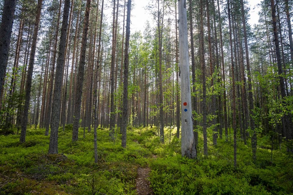 Full Day Hike at Iso-Palonen Nature Reserve - Whats Included