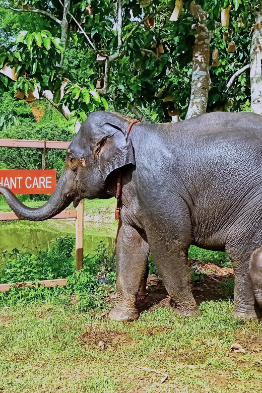 Full-Day With CHIANGMAI ELEPHANT CARE and Sticky Waterfall - Frequently Asked Questions