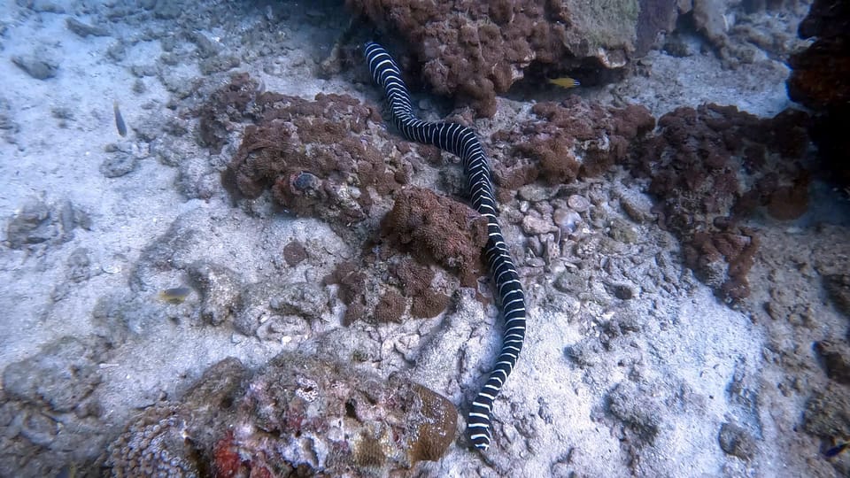 Fullday 2 Dives at Our House Reef in the Heart of Phuket - Inclusions and What to Bring