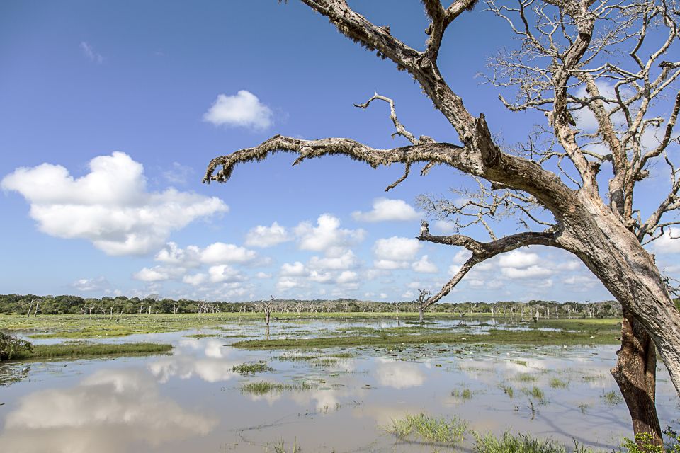 Galle/Mirissa: Yala & Udawalawe Safari Day Trip With Picnic - Safety and Precautions