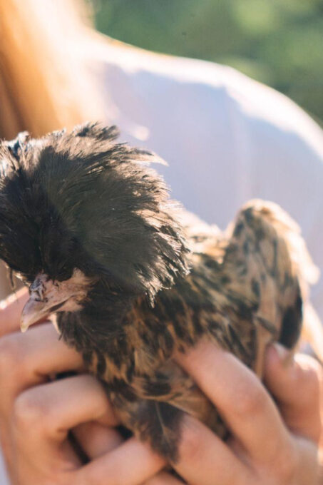 Gallura: Picnic on a Farm With Animals - Booking and Cancellation