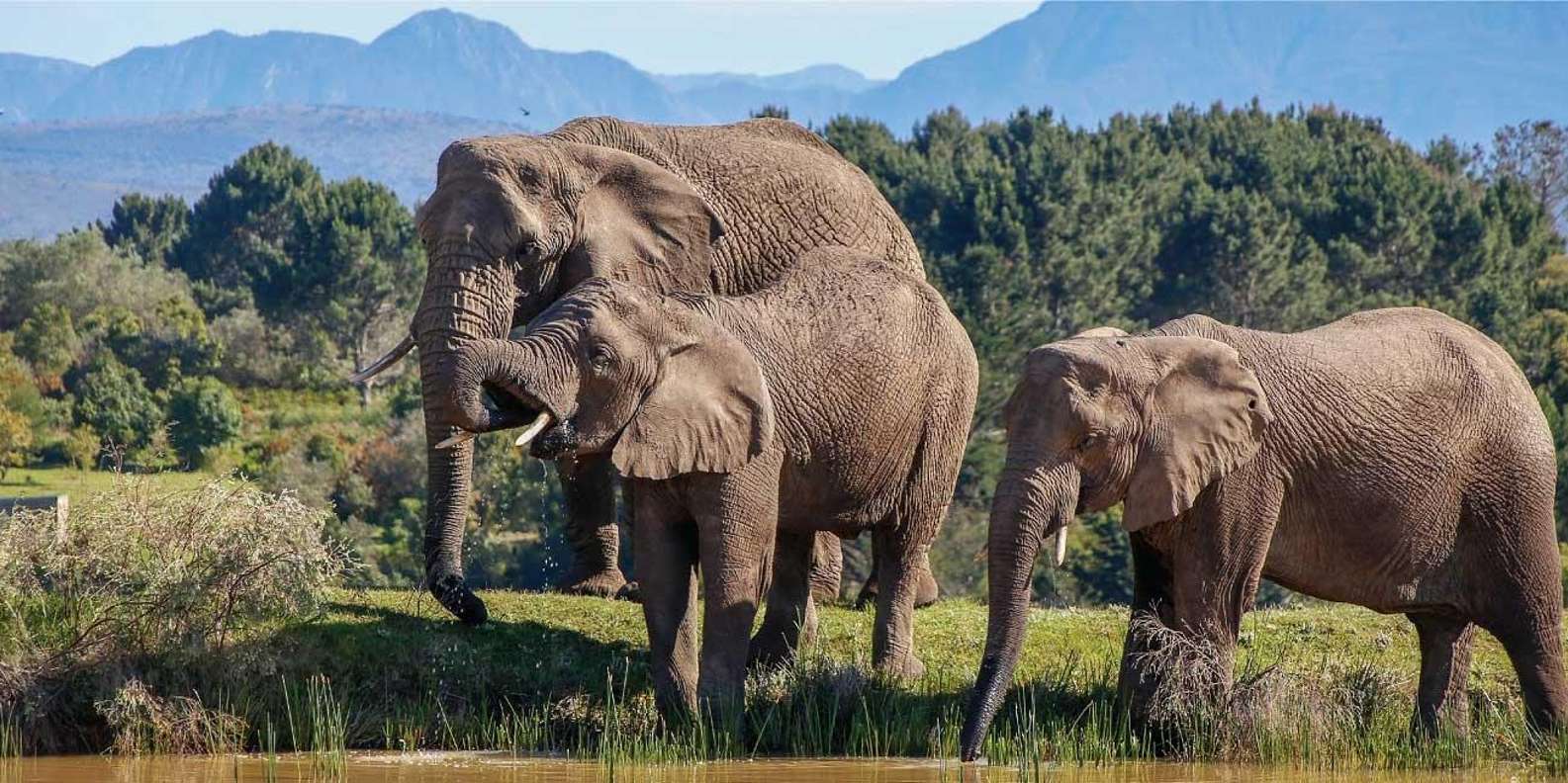 Garden Route Private Safari Tour From Cape Town for 4 Days - Knysna Elephant Park Interaction