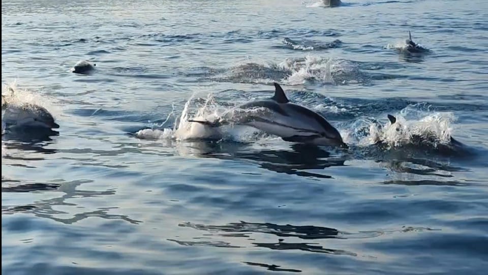 Giardini Naxos: Sunset Dolphin Watching Cruise With Aperitif - Booking and Cancellation Policy