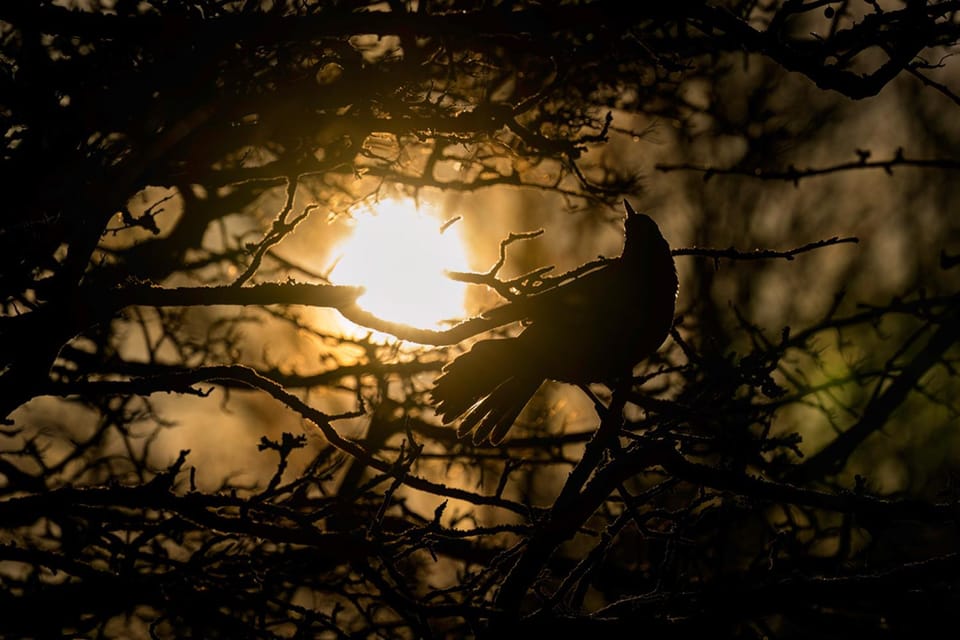 Glasgow: Beginners Wildlife Photography Workshop - What to Bring