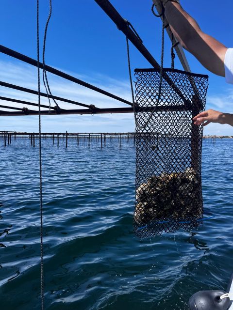 Gourmet Escape on the Etang De Thau - Discovering Oyster Beds