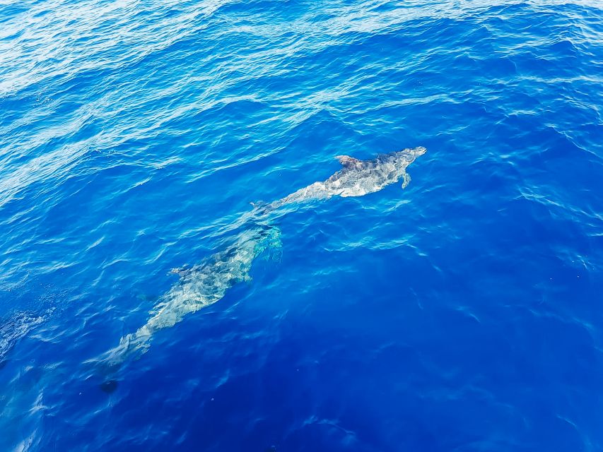 Gran Canaria: Catamaran Dolphin Watch Cruise With Snorkeling - Booking and Availability