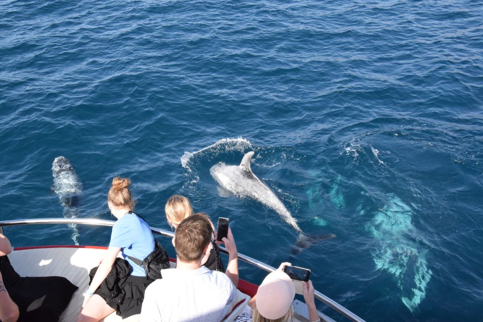 Gran Canaria: Dolphin and Whale Watching Cruise - Departure and Duration