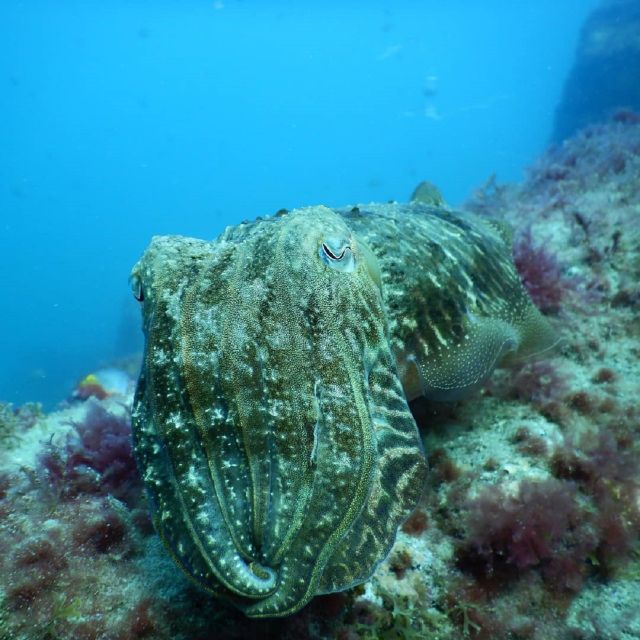 Gran Canaria: Morning Scuba Dive - Customer Reviews