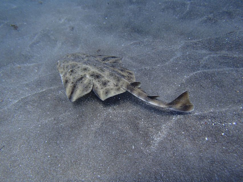 Gran Canaria Scuba Diving for Certified Divers - Preparation and Recommendations