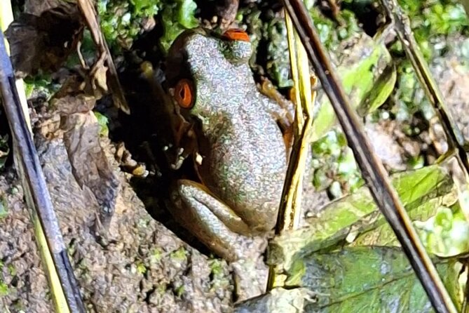 Group Guided Night Walking Tour in Monteverde - Booking and Health