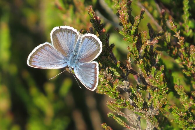 Guided Walking Tour of New Forest National Park in Hampshire - Exploring the New Forest Ecosystem