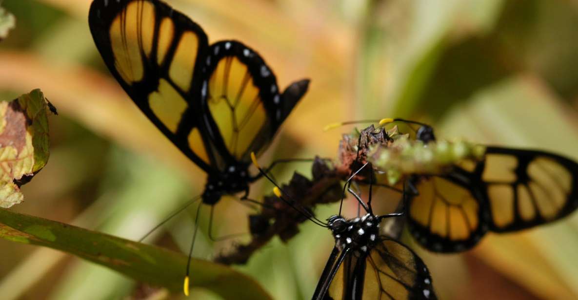 Half-Day Iguazú Forest Adventure - Safety and Guiding