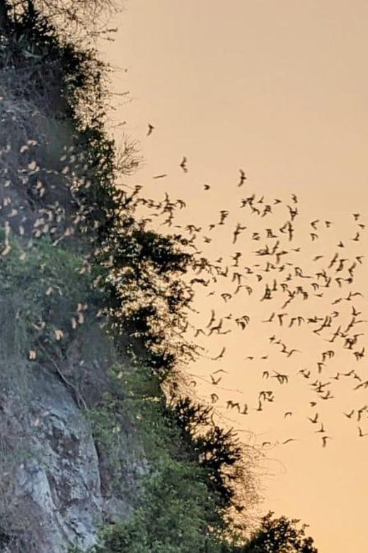 Half-Day Swing Bridge, Bamboo Train, Batcave & Killing Cave - Good To Know