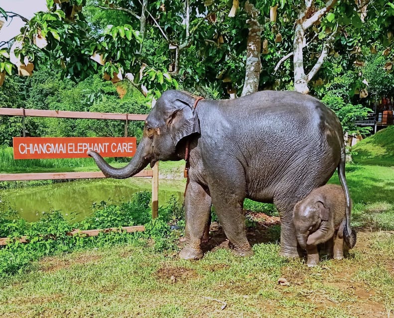 Half-Day Visit at CHIANGMAI ELEPHANT CARE Program (8am-1pm) - Activities and Facilities