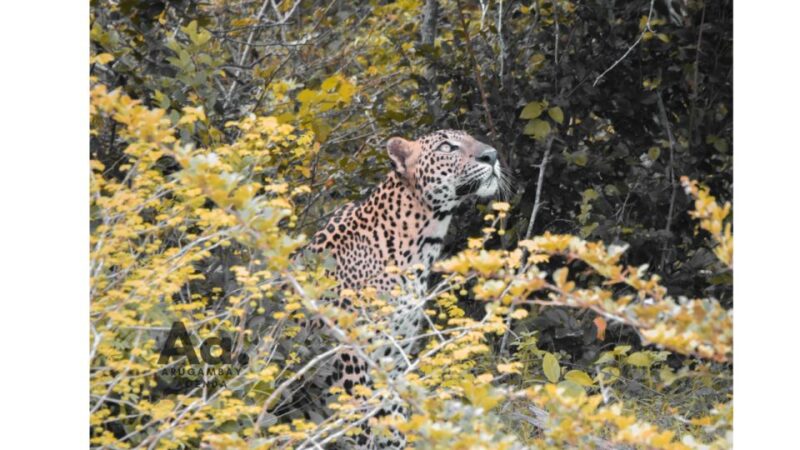 Half-Day Wild Safari in Yala National Park - Inclusions and What to Expect