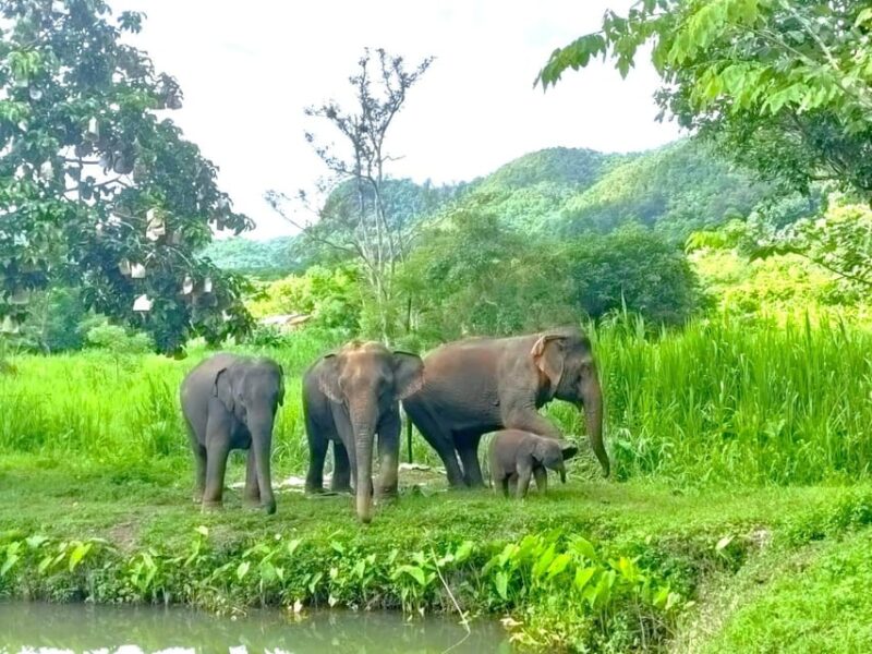 Half-Day With CHIANGMAI ELEPHANT CARE Program (12pm-5pm.) - Participant Age Categories