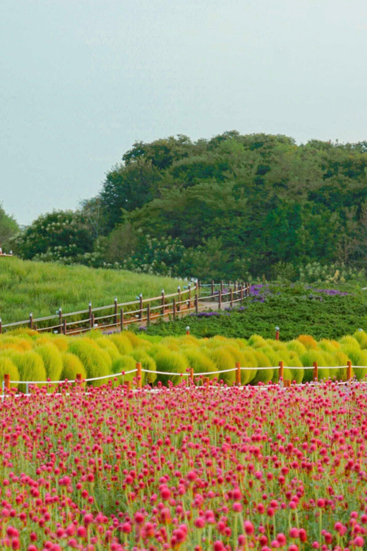 Hantan Canyon & Goseokjeong Flower Garden & Pink Muhly Park - Meeting and Departure Points