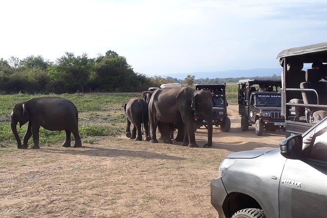 Hello One Day Udawalawe National Park Elephant Safari - Traveler Recommendations