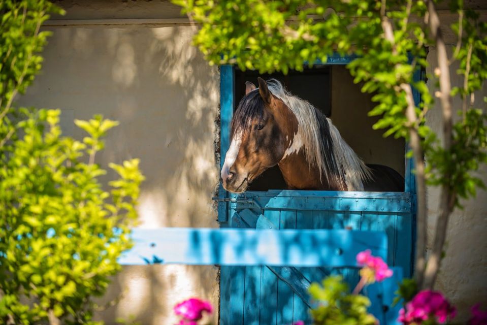 Heraklion: Horseriding Day Tour With Lunch and Transfer - Lunch and Refreshments