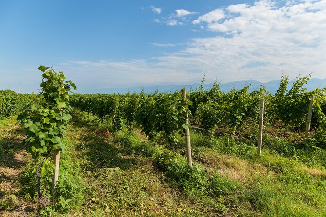 Highlights of Kakheti Region-Signagi,Bodbe,Wine Tasting(Private Tour) - Guided Tour Service