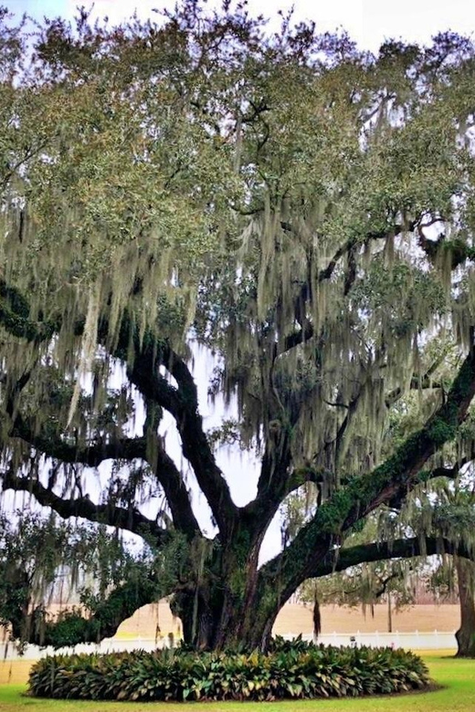 Highlights of New Orleans City and Destrehan Plantation Tour - Unique Tour Experience