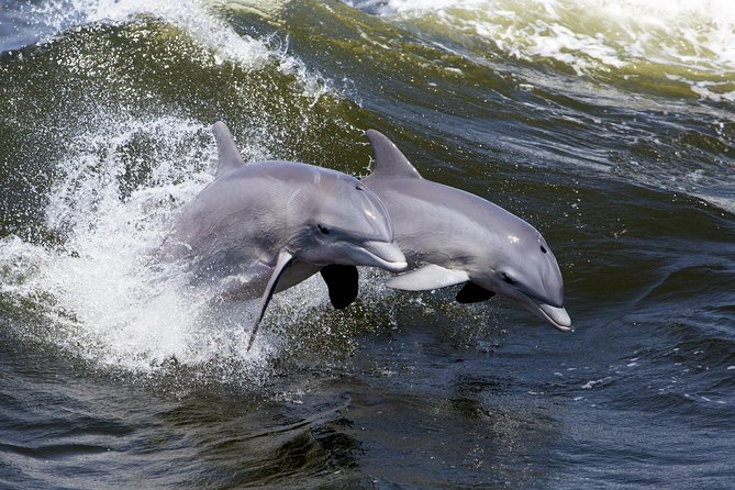 Hilton Head Sunset Dolphin Watching Cruise - Customer Reviews and Experiences